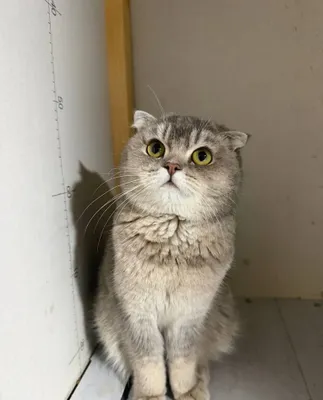 Продаётся очаровательная кошечка породы Scottish Fold. 1