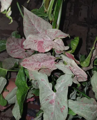 Syngonium Milk Confetti mutatsiyasi 1