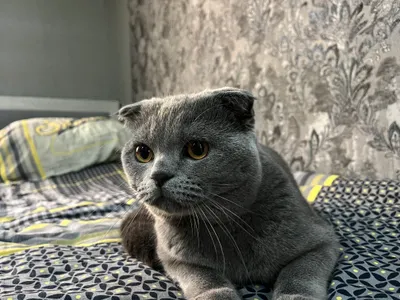 Shotland buklamaquloq mushuk (Scottish Fold) 1
