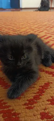 Котята отдаются ответственным хозяевам. 1