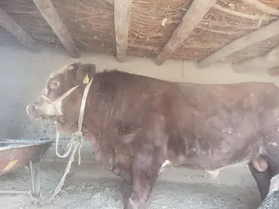 Продаются быки породы Герефорд и гибрид 1
