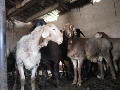 Продаётся чистопородный арашан для разведения 1
