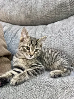 Котята тигровые , 3 месяца 1