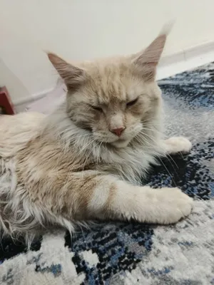 Кошка породы Maine Coon 1