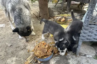 Хаски, мальчик, 2 месяца