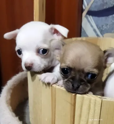 Chihuahua kuchukchalariga bron 1