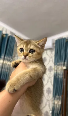 Срочно продаются кошки породы британская золотая шиншилла 1