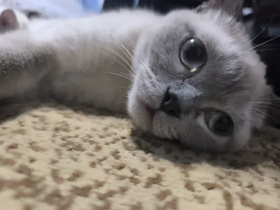 Шотландский скотиш страйт 1