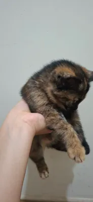 Кошка 1