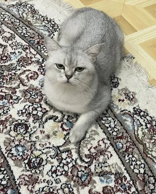 Вязка кошек 1