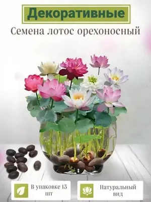 Семена декоративных цветов для дома и офиса