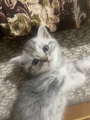 Продается котята 1