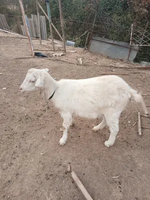 Zaanen echkisi sotiladi 1
