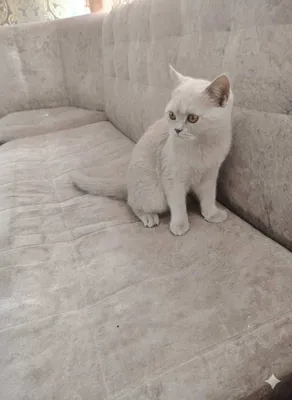Продаётся котёнок. 1