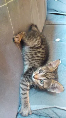 котёнок девочка 2 месяца 1