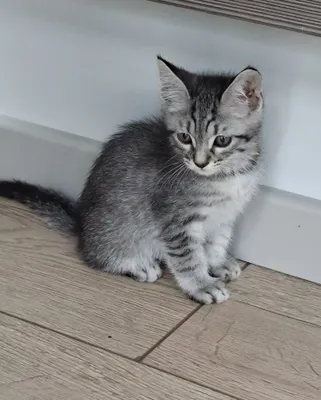 Котенок мальчик 2 месяца 1