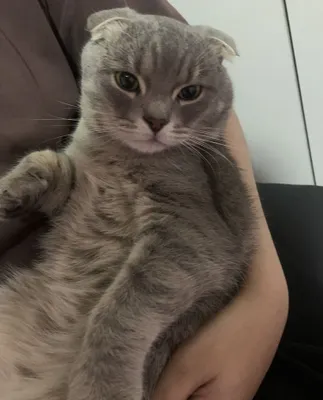 Шотландский фолд, кот