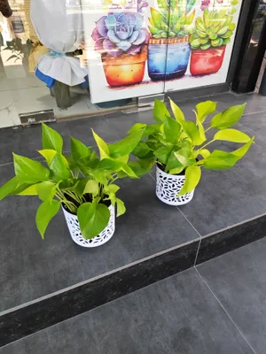 epipremnum