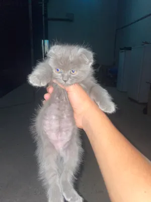 Scottish Fold zotiga . Narxi 450 min kelishamiz. 1