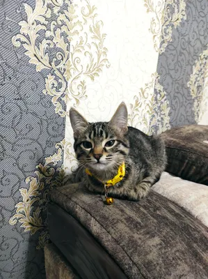Бесплатно котёнок (девочка), Самарканд 1