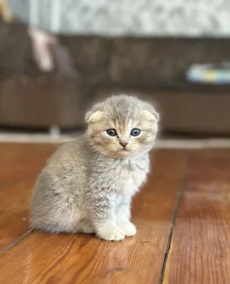 Котята породы Scottish Fold по низкой цене 1