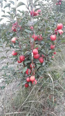 Mevali kuchatlar 1