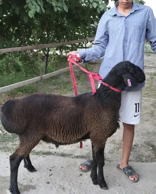 Кучкор Qo'chqor 1