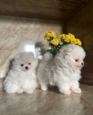 продаются щенки Шпица 1