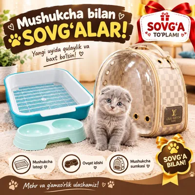 Продаётся породистый котёнок Scottish Fold! 1