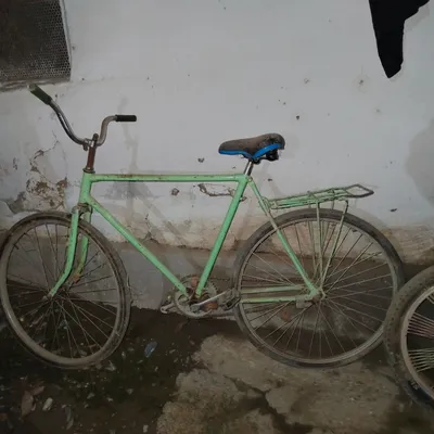 Vilosopetlar sotiladi 1