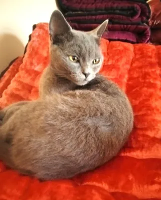 Домашняя кошка очень умная 1