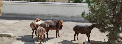 Қўйлар сотилади. 1