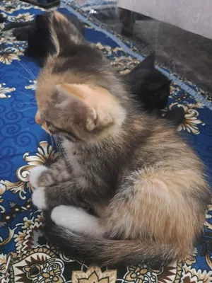 Котят отдаём в хорошие руки 1