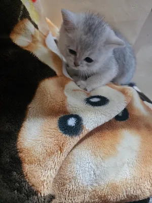 mushuk