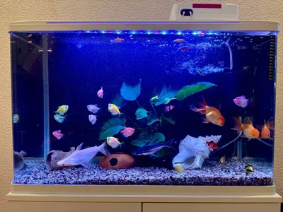 Baliqlari bilan tayyor akvarium sotiladi 1