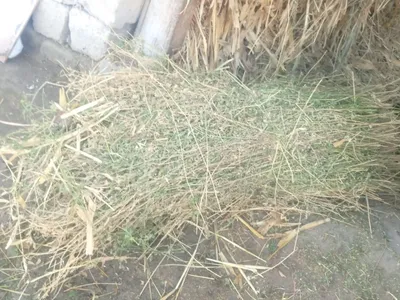 Toza quruq va sifatli beda boĝi_ sigir,quy echki va ot uchun 1