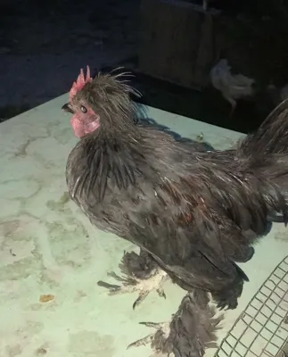 Срочно продаются петухи 1