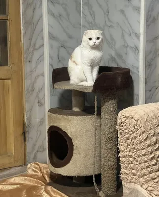 Продаётся чистокровный шотландский вислоухий кот 1