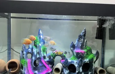 120 l zavodskoy akvarium (aksessuarlar)+ 16 ta baliq 1