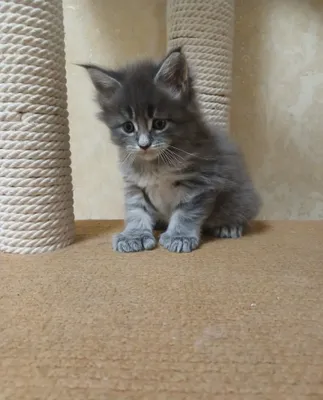 Котенок Мейнкун полидакт 1