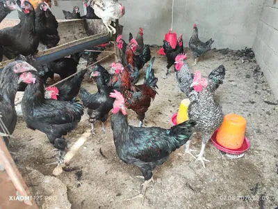 Тоаук ва хурозлар 1