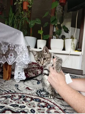 1,5 oylik erkak mushukcha 1