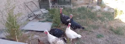 Большие индюки 1