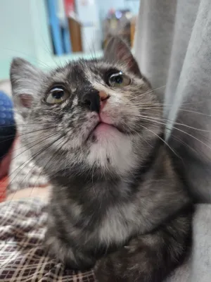 котёнок в добрые руки 1