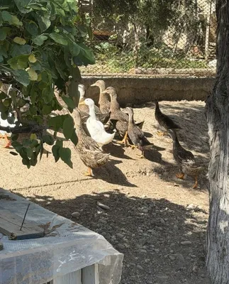 Goz va ordaklar sotiladi. 1