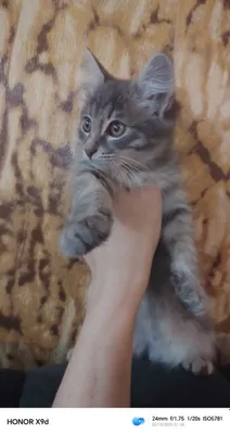 Продаётся породистая кошка 1