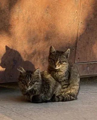 Бесплатно: котёнок 2 месяца 1