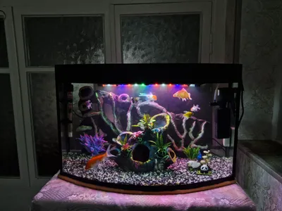 akvarium 1