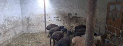 Хисори Ёш куйлар сотила ди 1