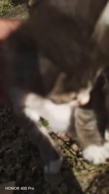 Кошка 1
